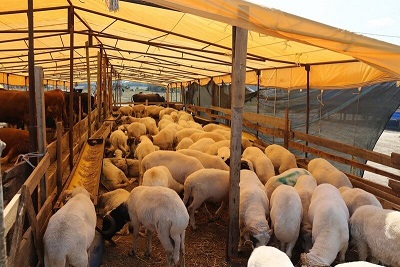 KURBAN SATIŞ YERLERİ İÇİN BAŞVURULAR BAŞLADI